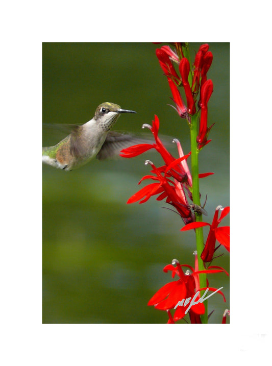 Hummingbird Photo