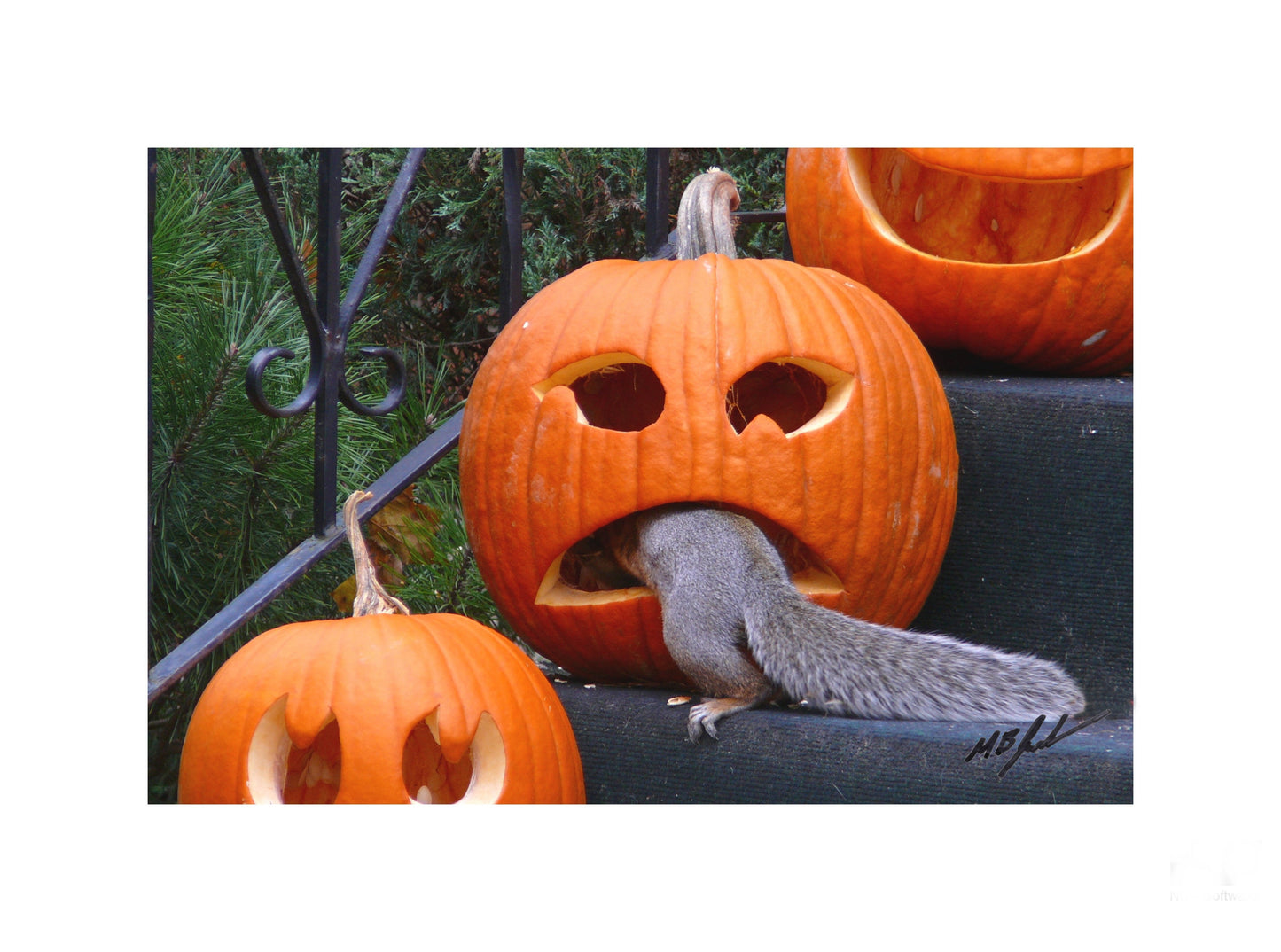 The Morning After (Pumpkin Squirrel)