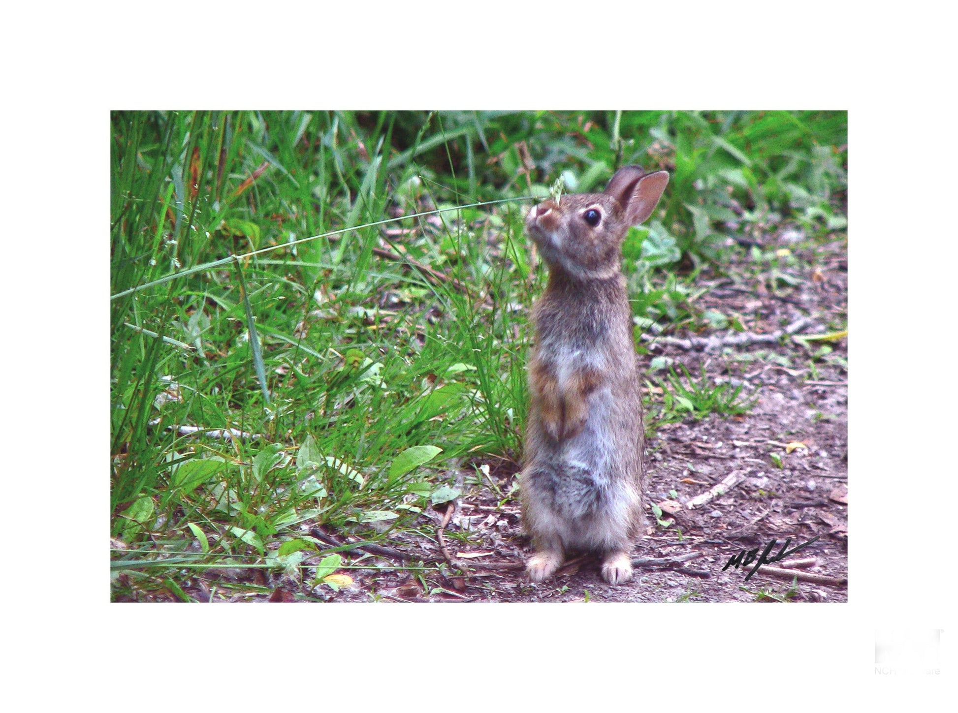 Mini Cottontail Photo