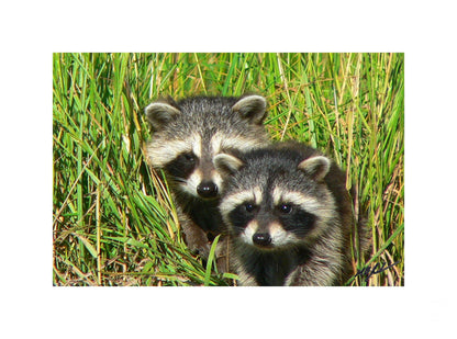 Young Raccoons