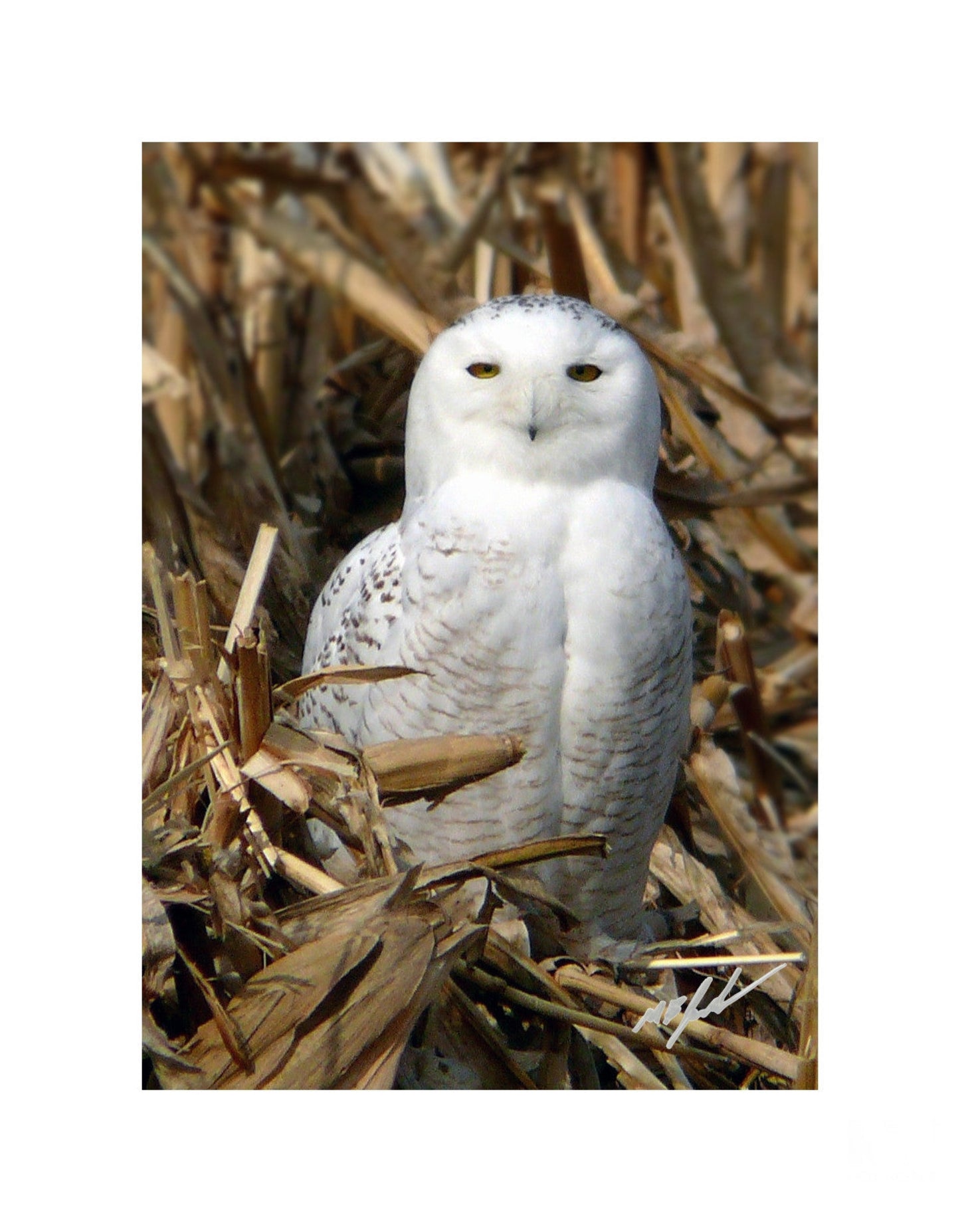 Snowy Owl 5th Ave.