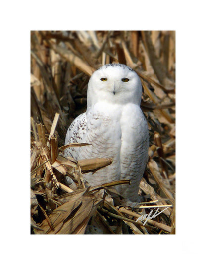 Snowy Owl 5th Ave.