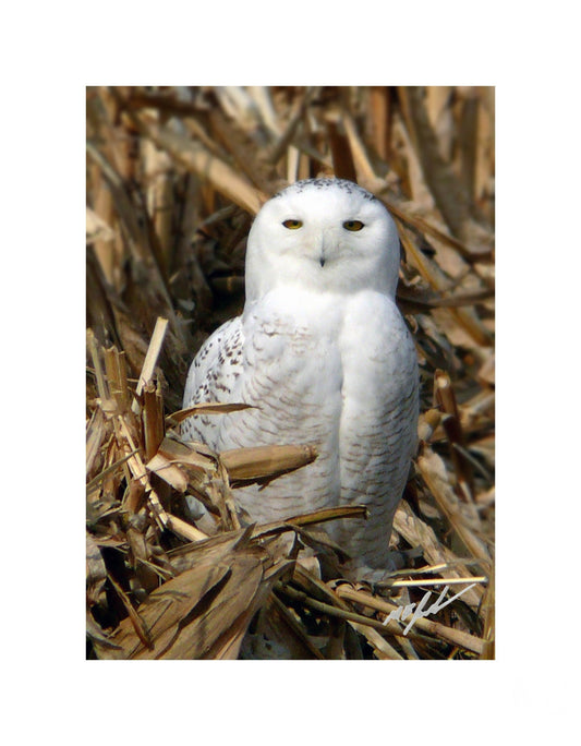 Snowy Owl 5th Ave.