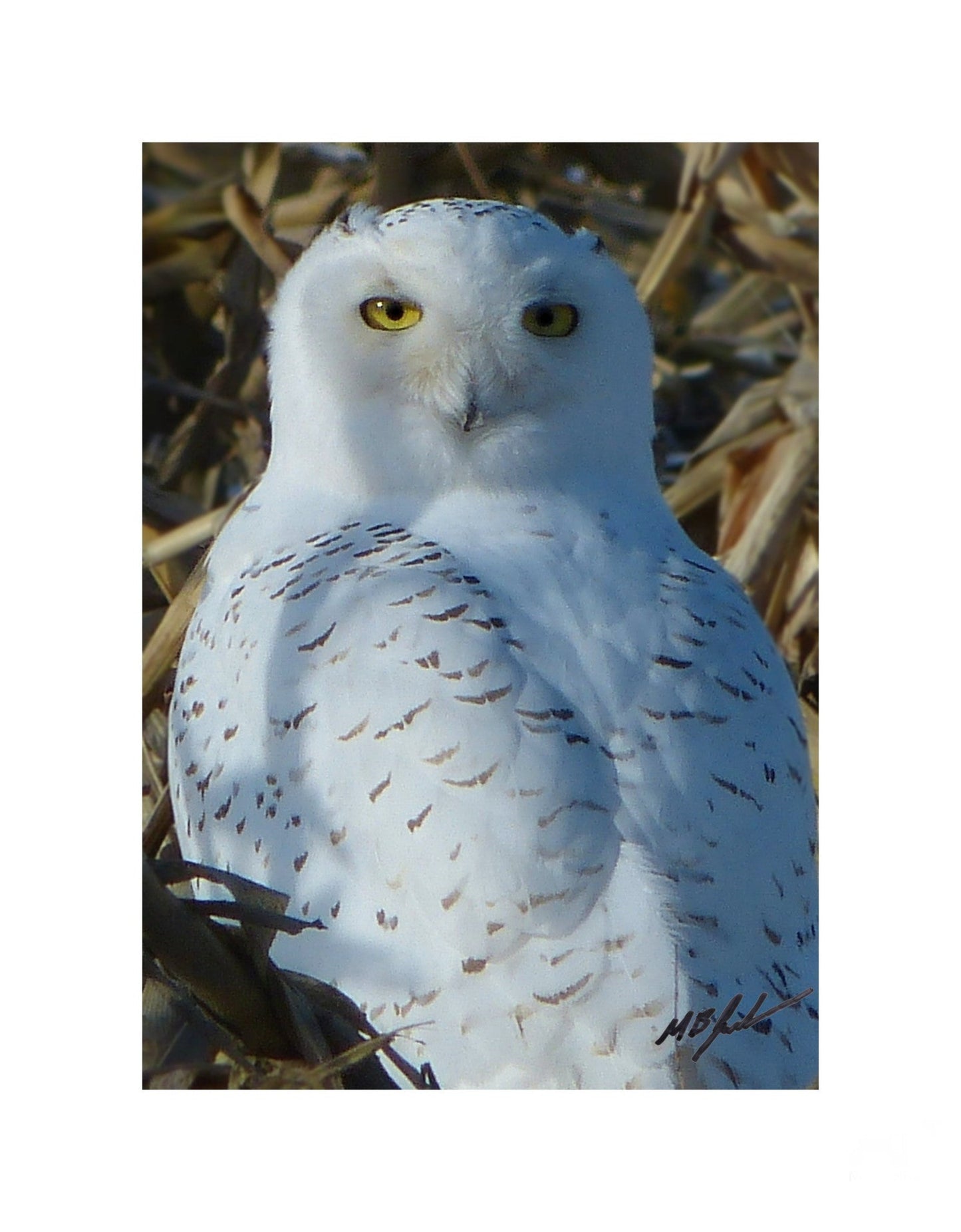Snowy Owl February Thaw