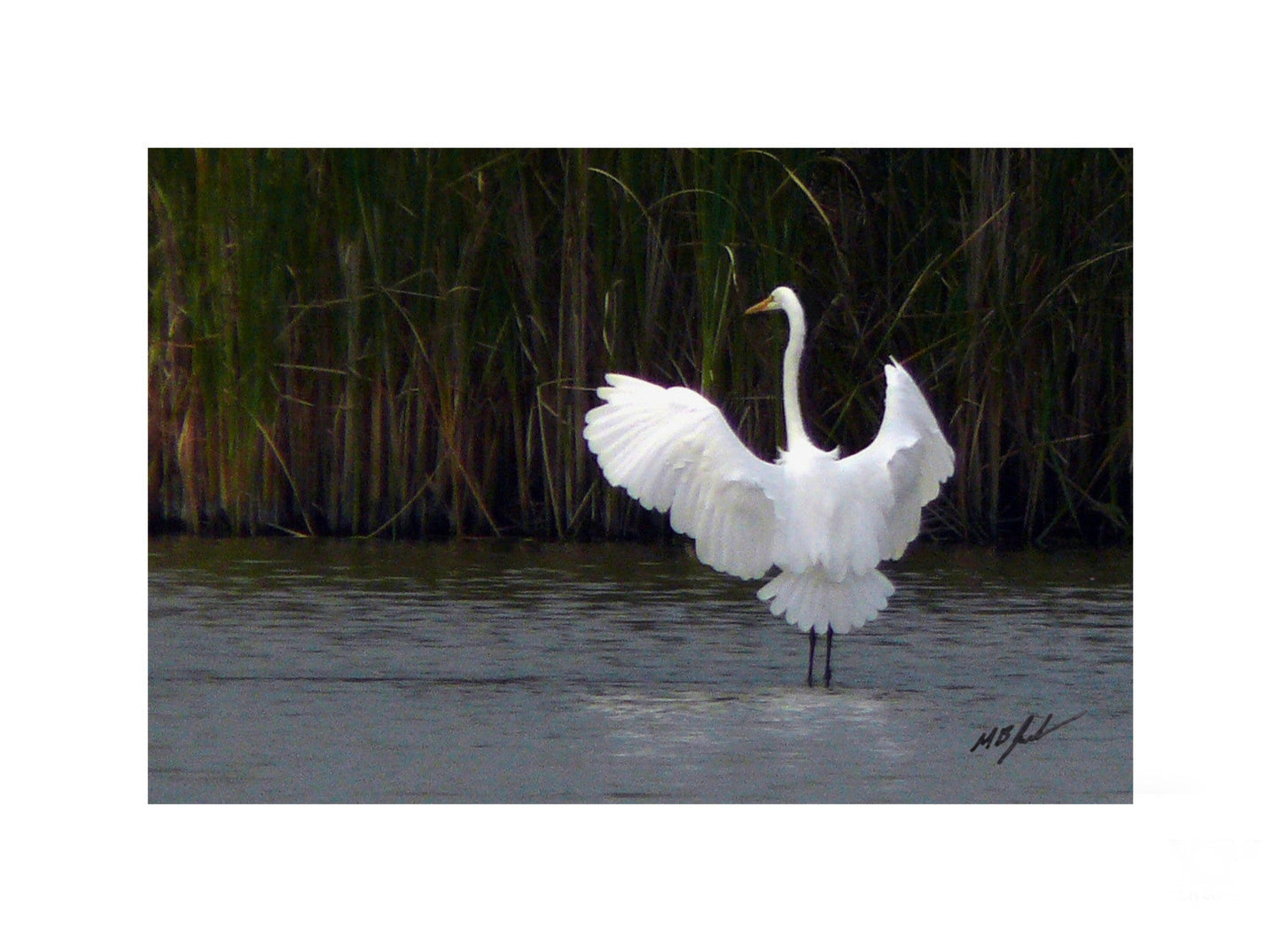 American Egret - Rear Wings