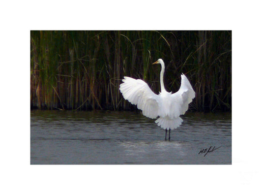 American Egret - Rear Wings