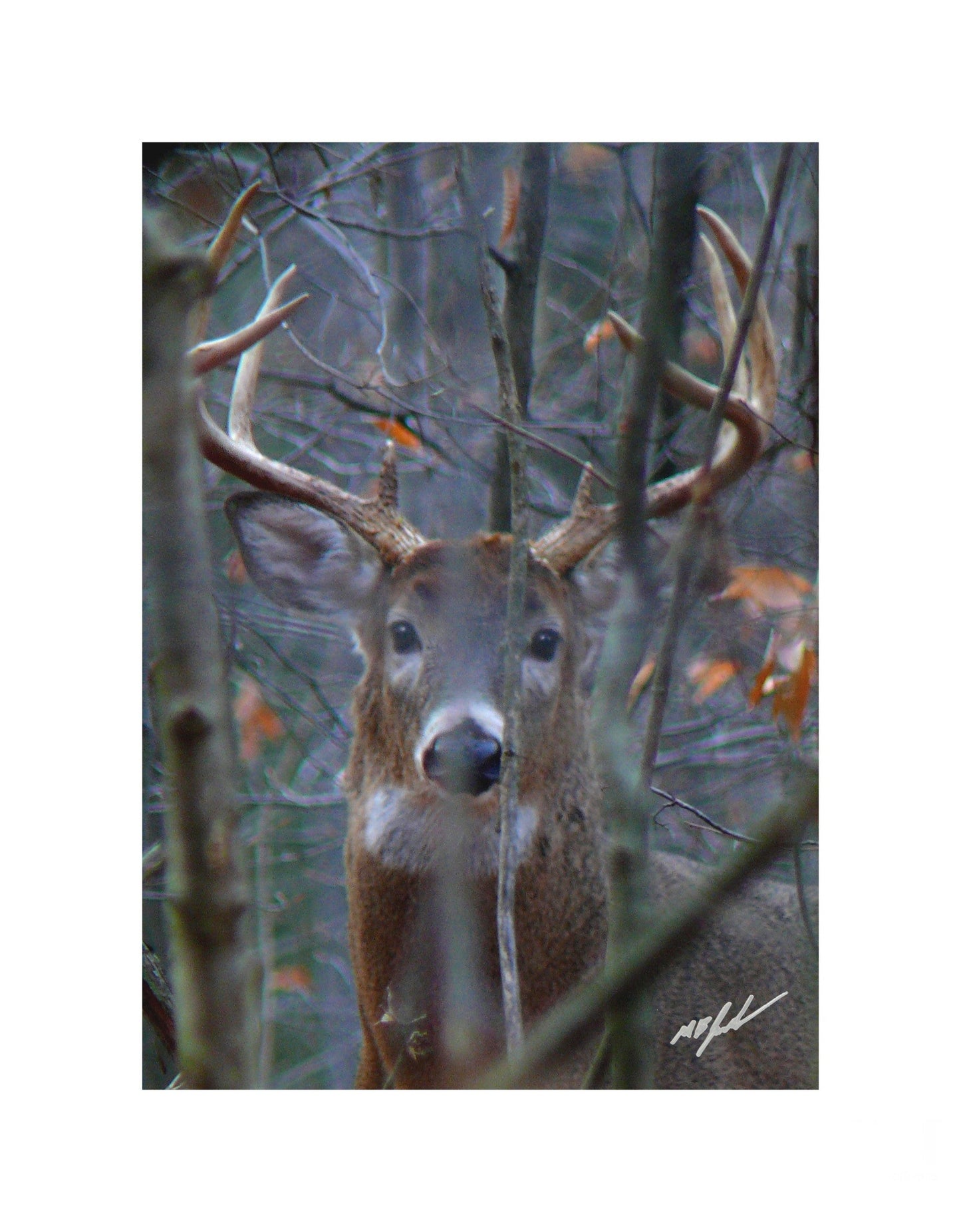 White-tailes Buck Shorthills Photo