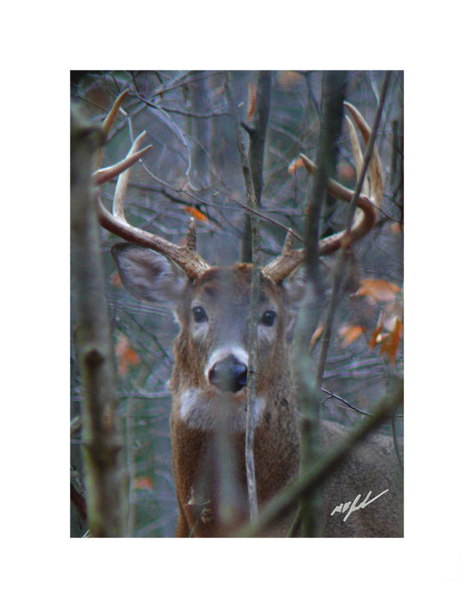 White-tailes Buck Shorthills Photo