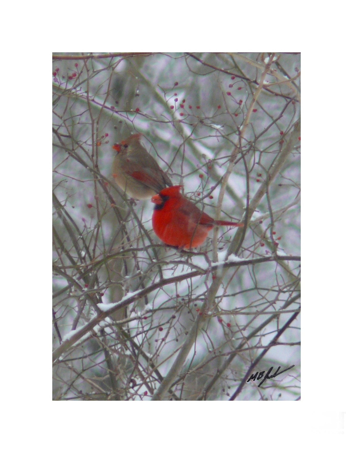 Cardinal Pair Bush Photograph