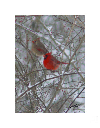 Cardinal Pair Bush Photograph