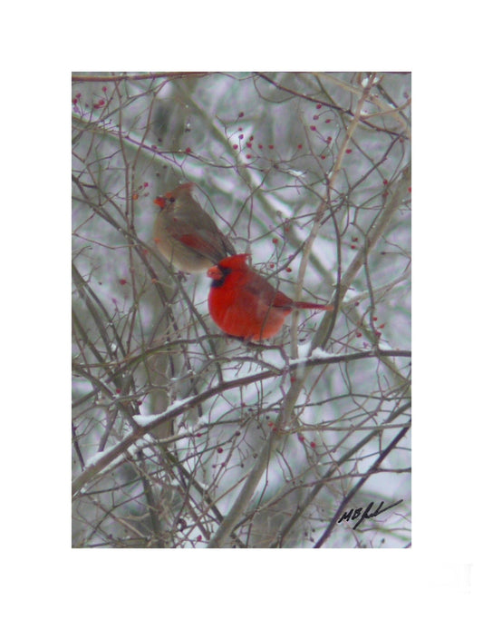 Cardinal Pair Bush Photograph