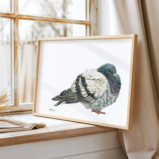 Pigeon - Pigeon Illustration Print