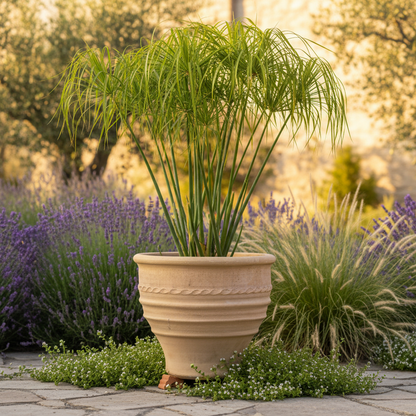 Cretan Cheese Jar with King Tut Papyrus in Garden