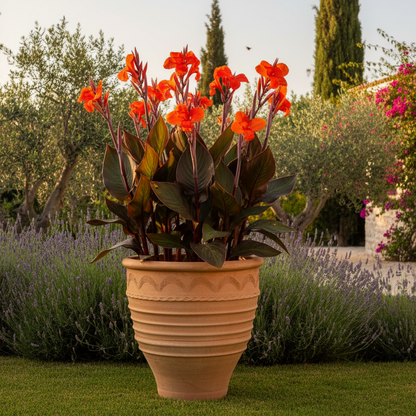 Heraklis with Canna Lilies