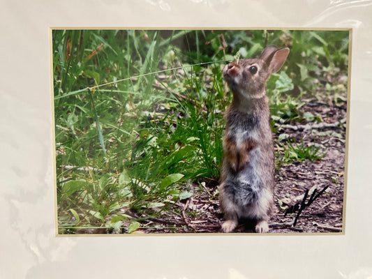 Cottontail Rabbit Photo