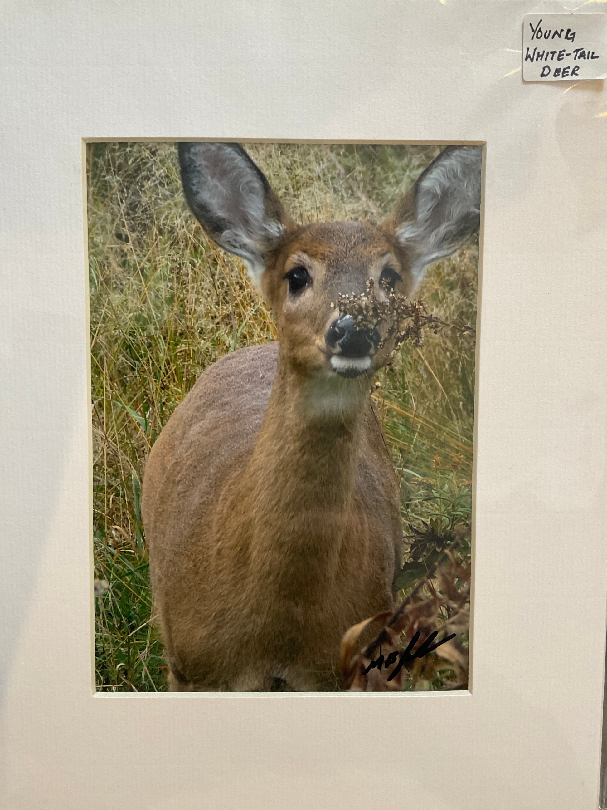 White Tailed Deer