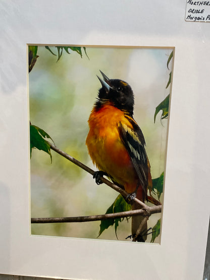 Northern Oriole Photo