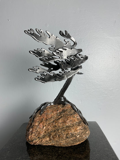 Cathy Mark windswept pine on granite