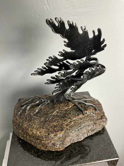 Cathy Mark windswept pine on granite