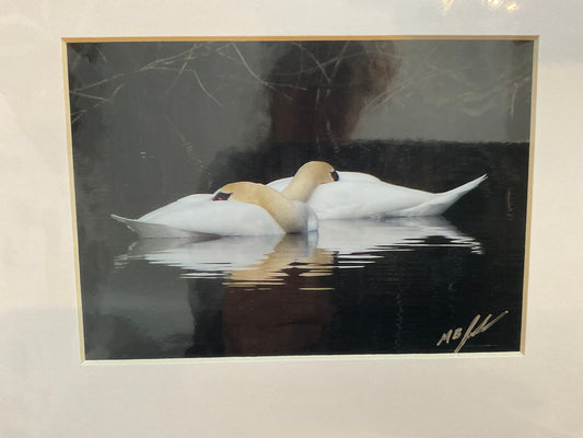 Sleeping Swans Photo