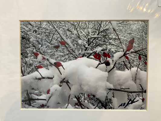 Barberry Snow