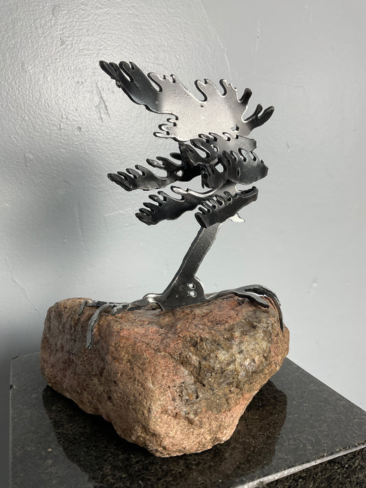 Cathy Mark windswept tree on stone