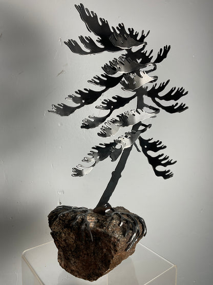 Cathy Mark windswept pine on granite