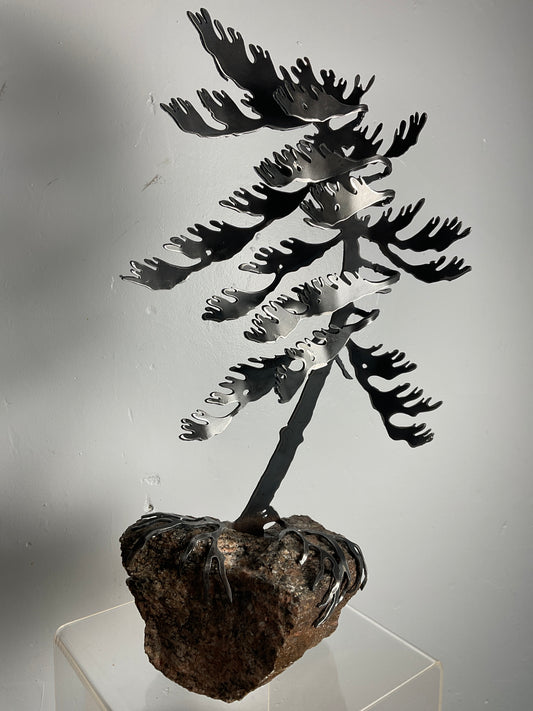 Cathy Mark windswept pine on granite