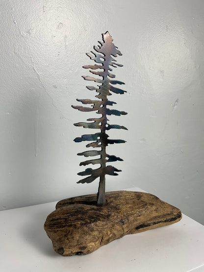 Pine tree on driftwood