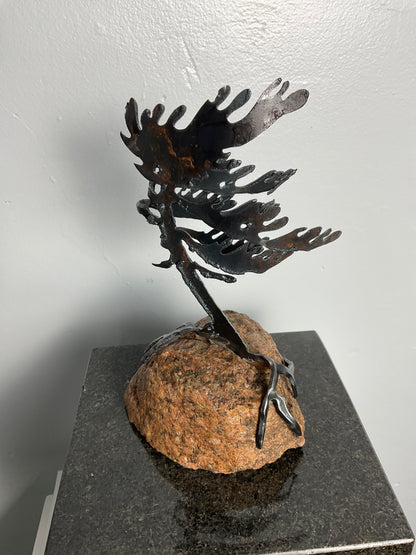 Cathy Mark windswept tree on stone