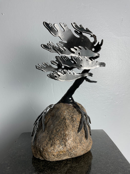 Cathy Mark windswept pine on granite