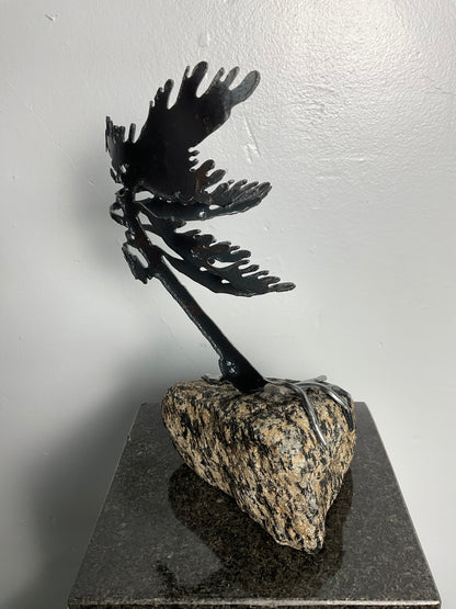 Cathy Mark windswept pine on granite