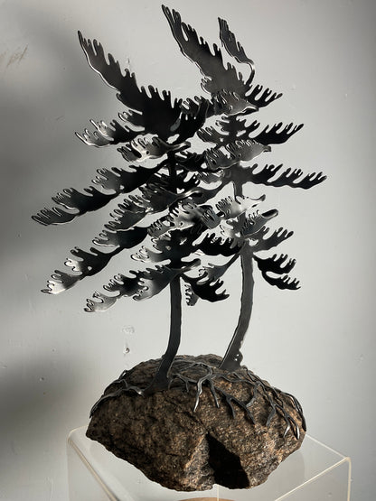 Cathy Mark windswept pine on granite