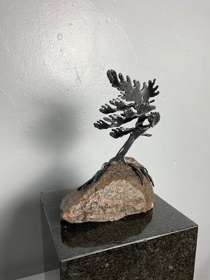 Windswept Pine Steel Sculpture on Granite by Canadian Artist Cathy Mark #45