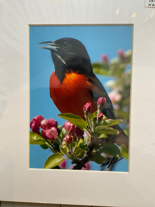 Northern Oriole Photo