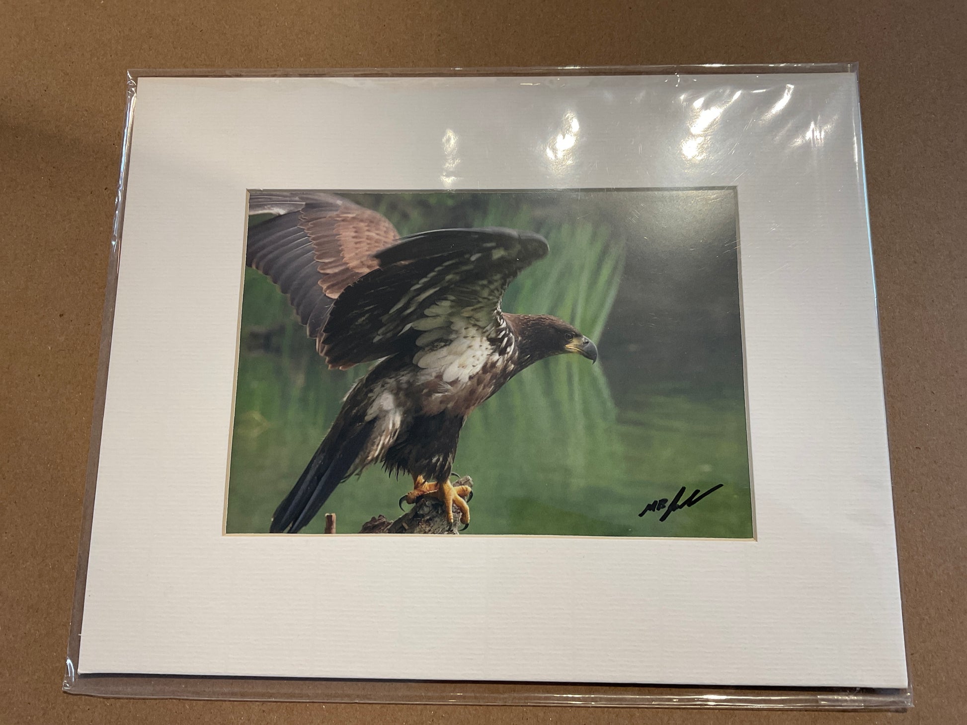 Photo of bald eagle