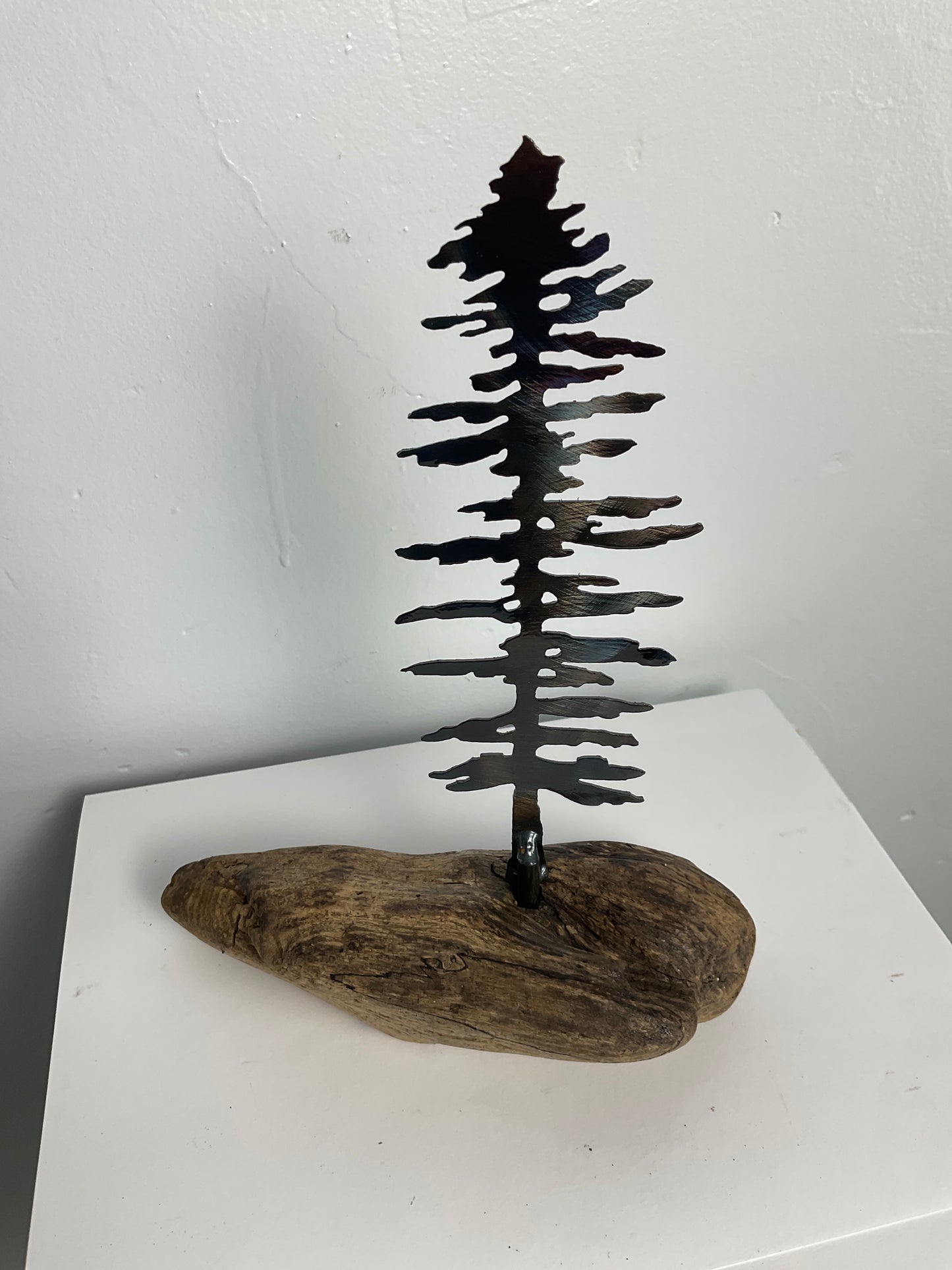 Pine tree on driftwood