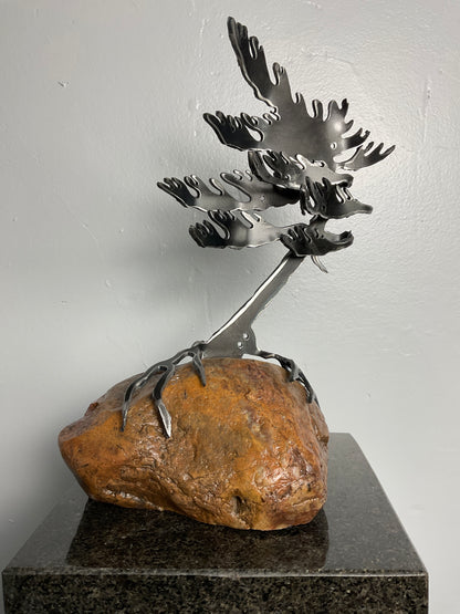 Cathy Mark windswept pine on granite