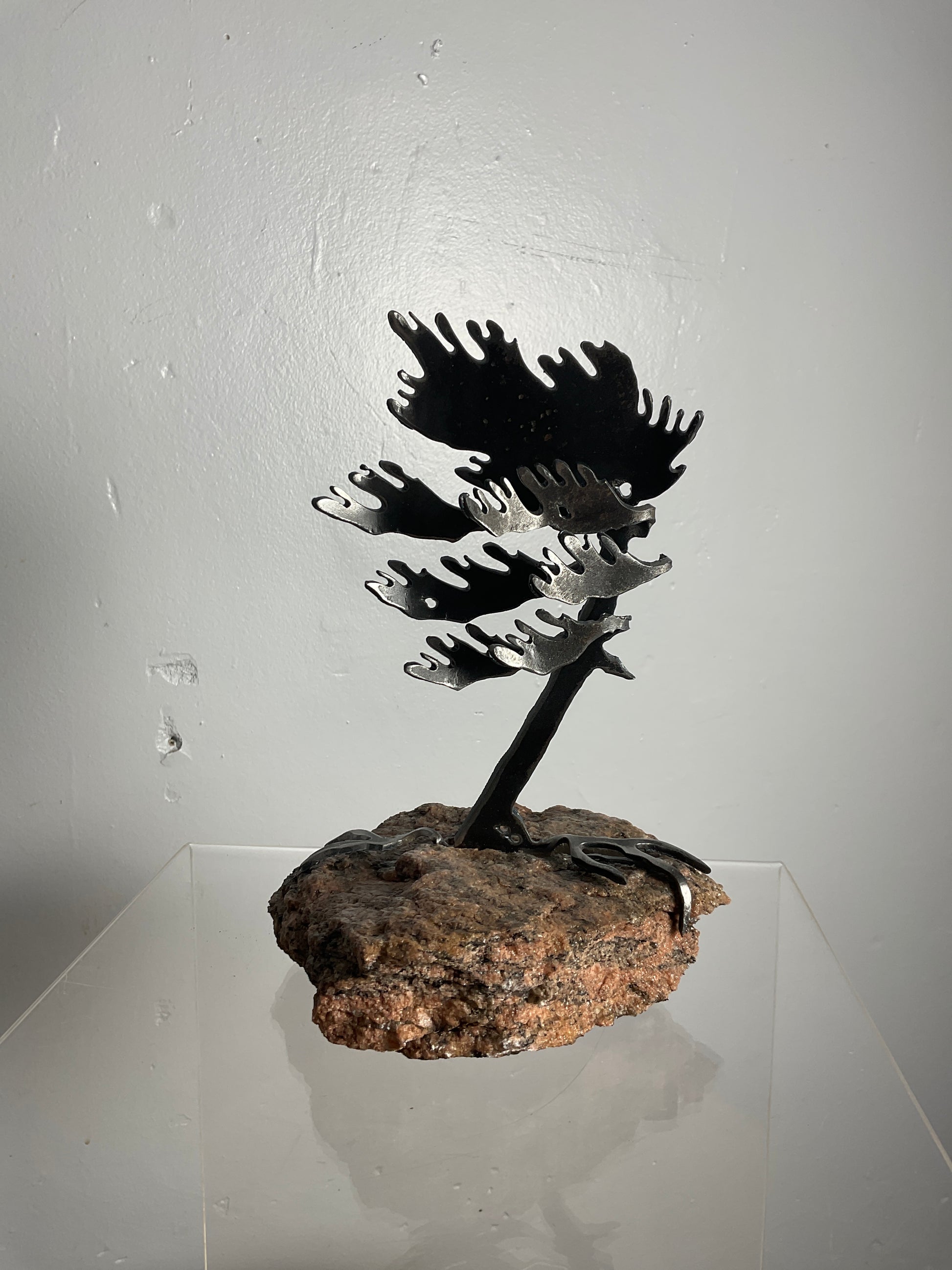 Cathy Mark windswept pine on granite