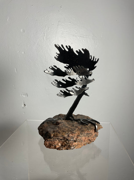 Cathy Mark windswept pine on granite