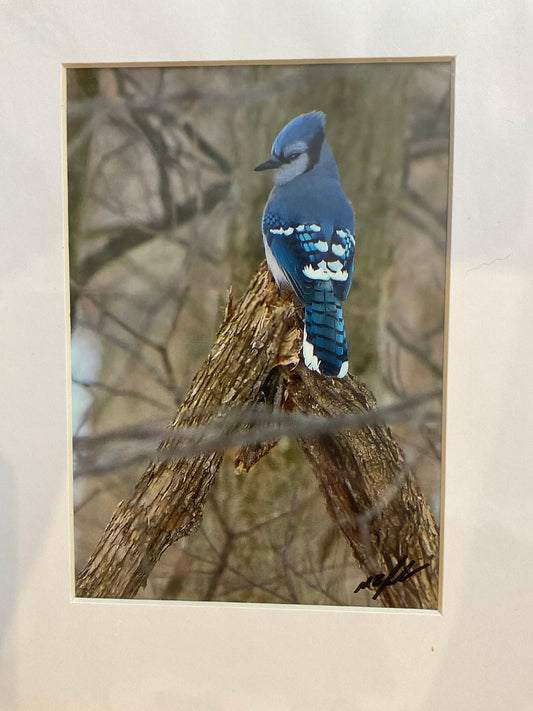 Northern Bluejay