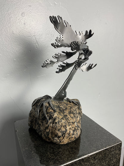 Cathy Mark windswept pine on granite