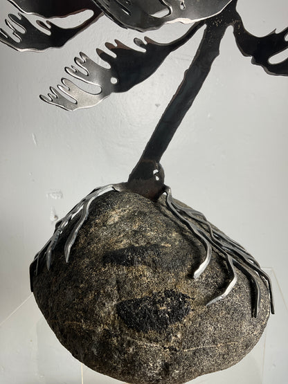 Cathy Mark windswept pine on granite