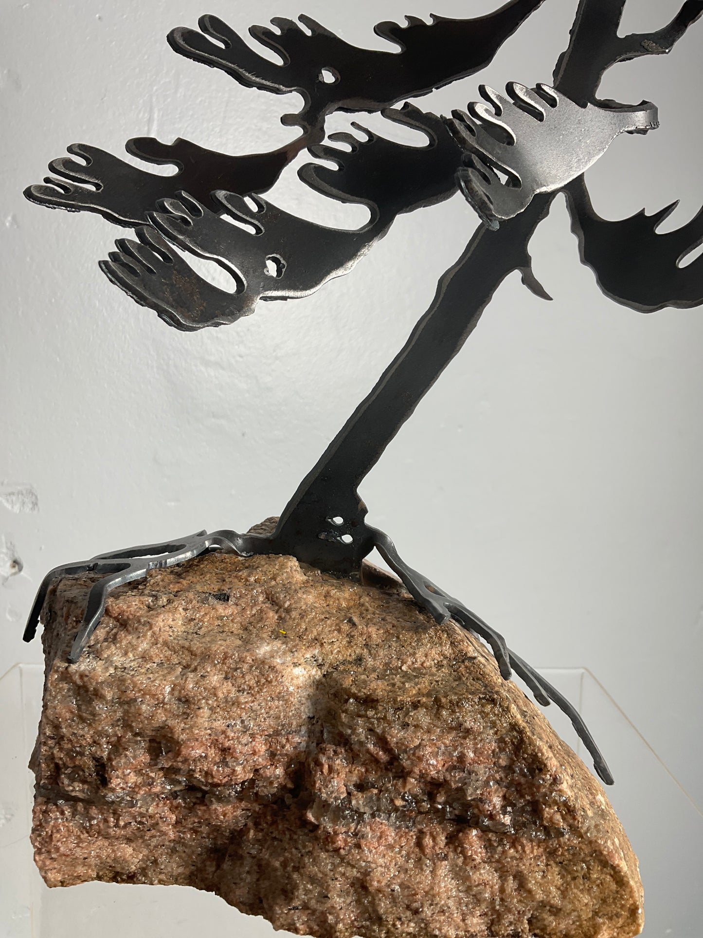 Cathy Mark windswept pine on stone