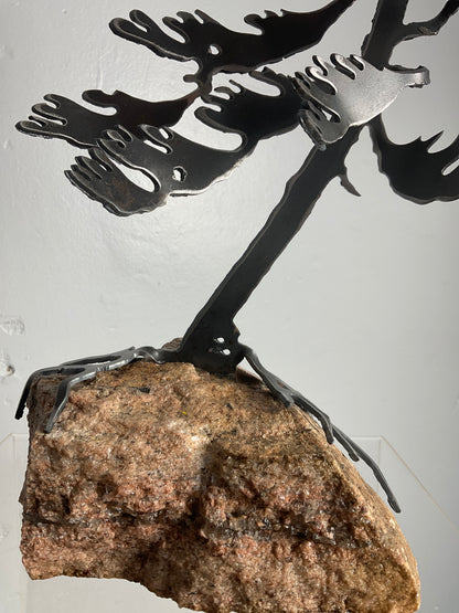 Cathy Mark windswept pine on stone