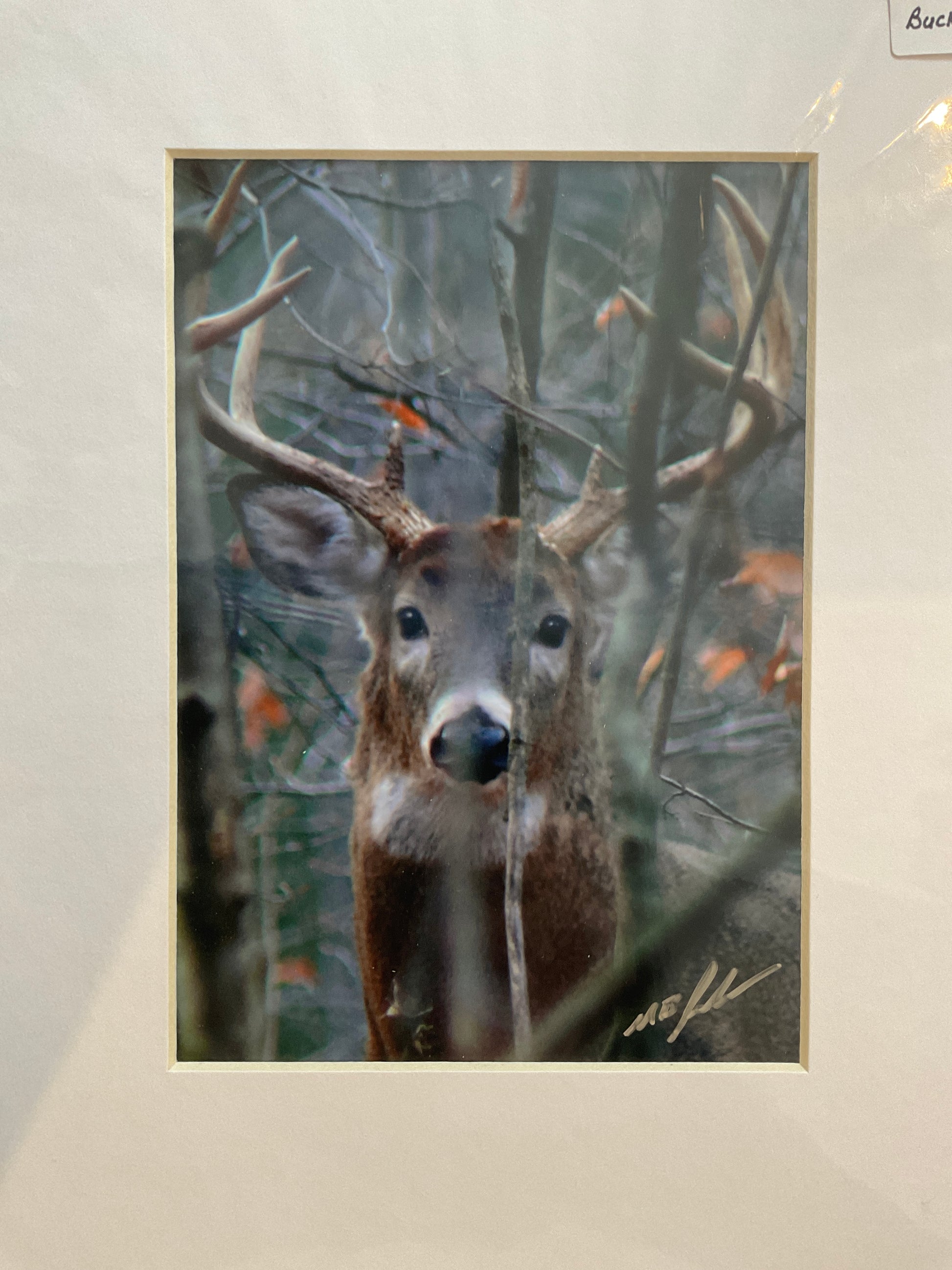 White Tailed Buck