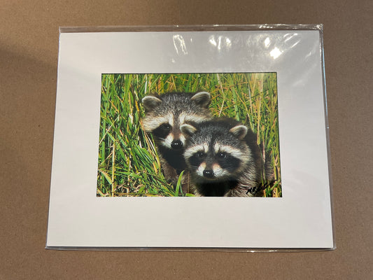 Photo of two young racoons