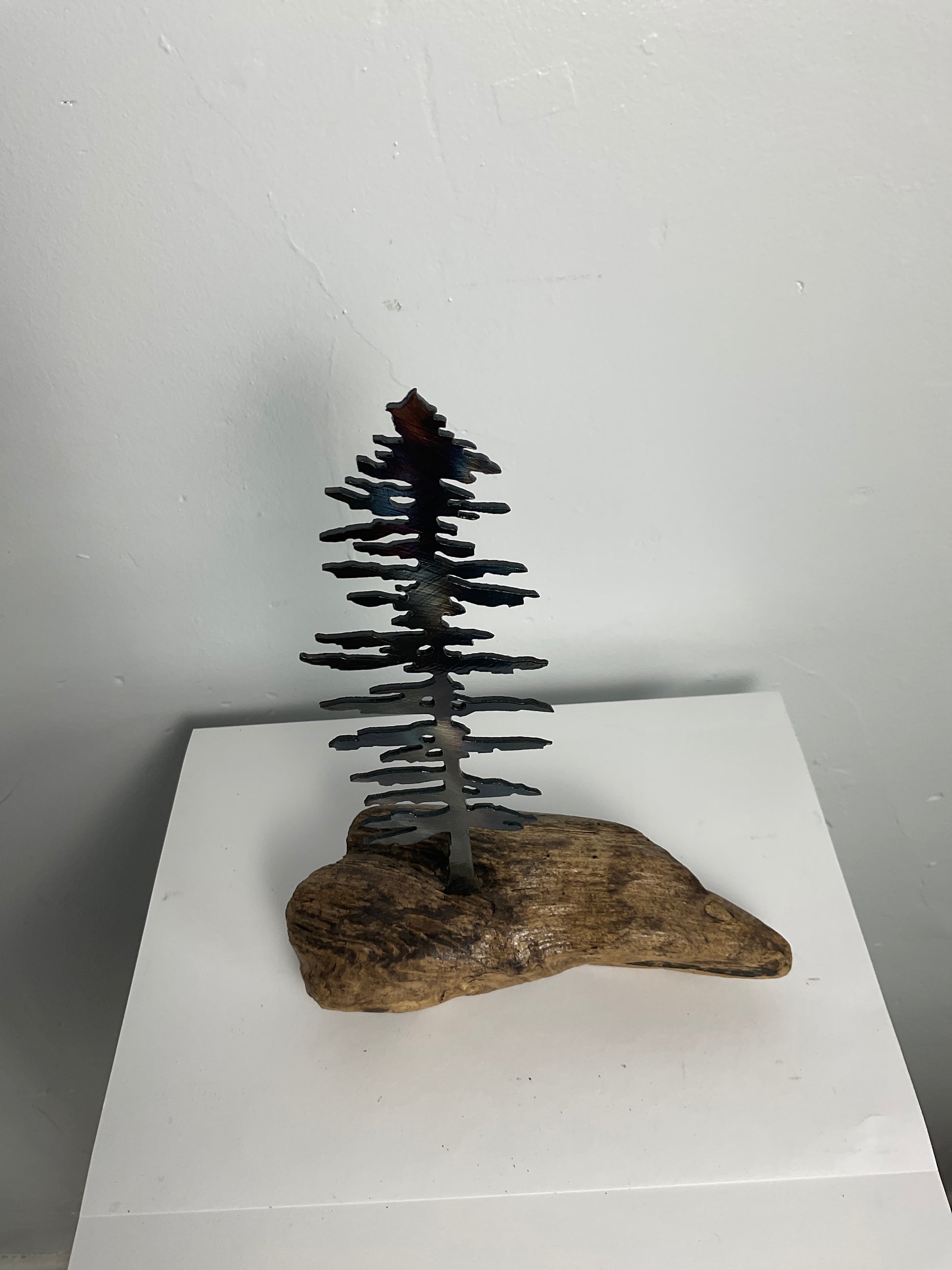 Pine tree on driftwood