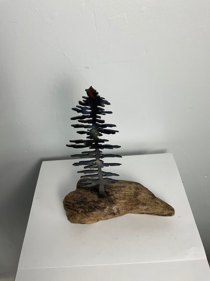 Pine tree on driftwood