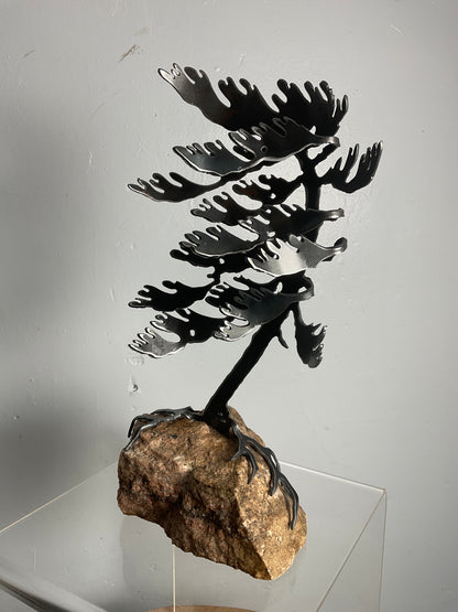 Cathy Mark windswept pine on stone